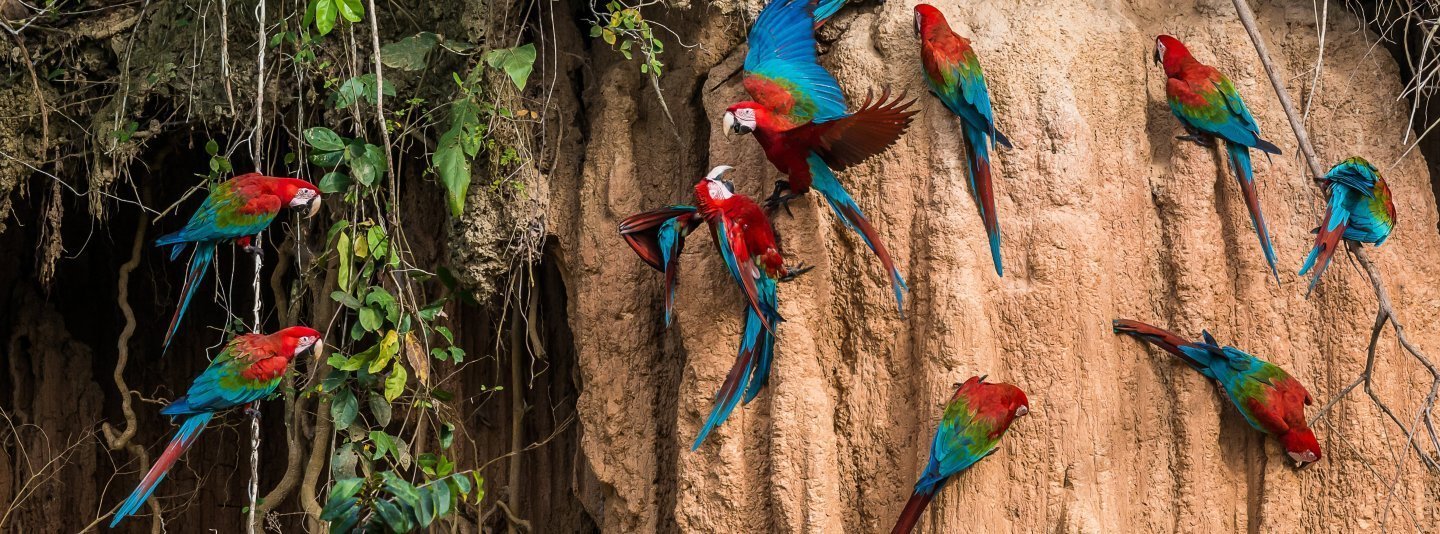 Tour Amazonía peruana Iquitos Puerto Maldonado Manu desde Chile 2026